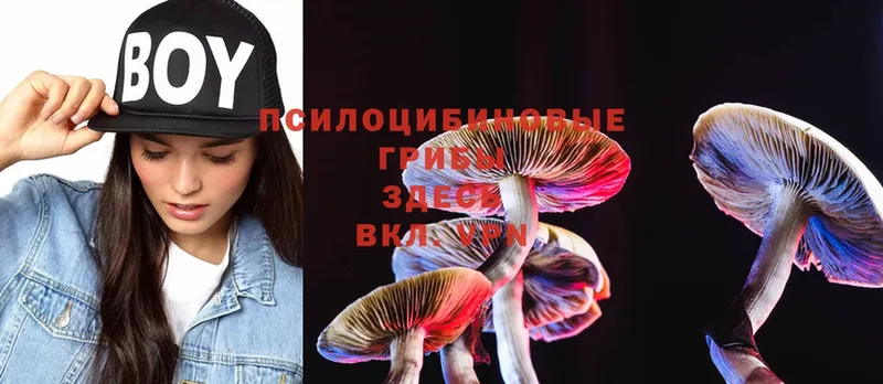 где продают   Заозёрск  Псилоцибиновые грибы Magic Shrooms 